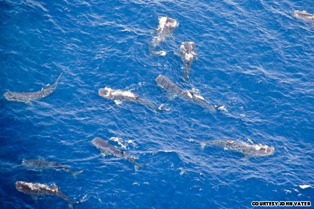 9 cuộc di cư hoang d&atilde; ngoạn mục nhất thế giới